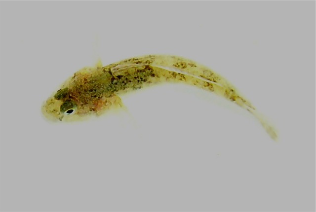 Padogobius nigricans 2